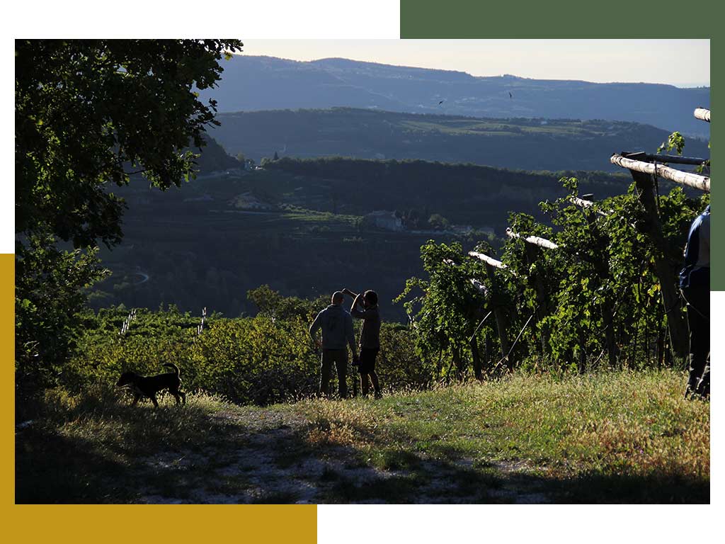 Fidora Wild Nature vineyards