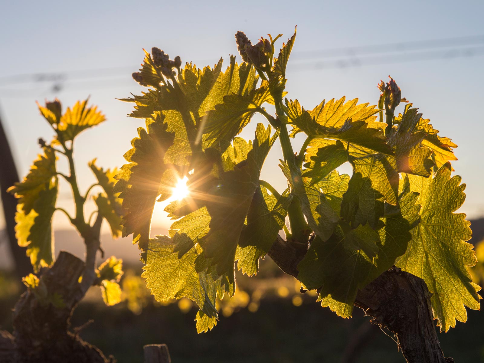 Wijnkoperij Van Paesen biodynamische wijn natuurwijn natural wine biowijn