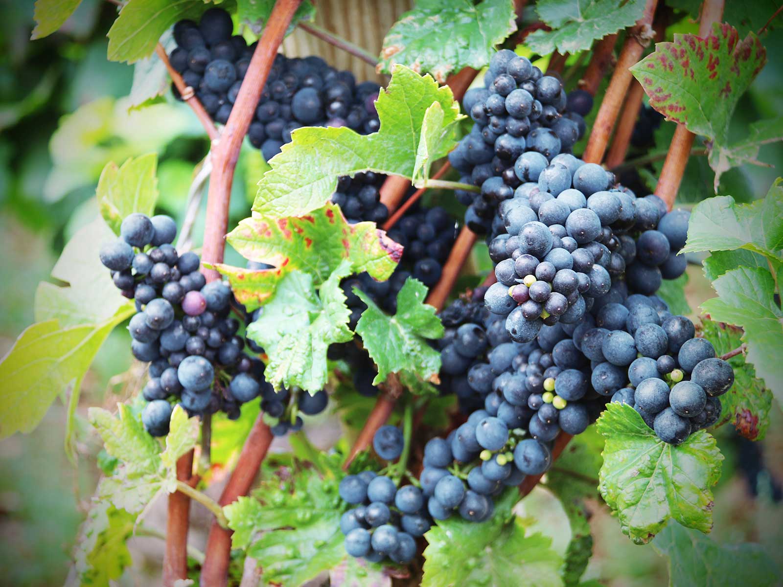 Wijnkoperij Van Paesen biodynamische wijn natuurwijn natural wine biowijn