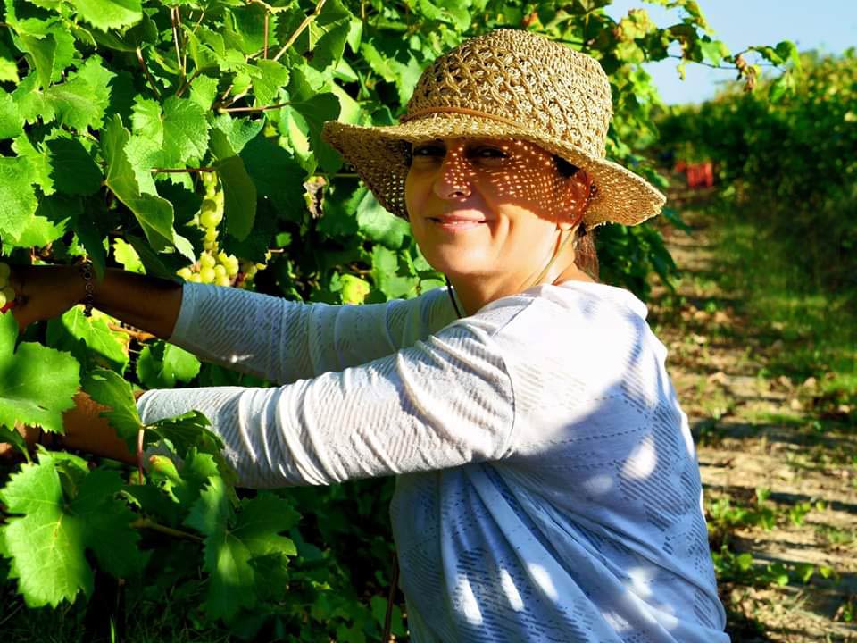 Dyonisia Brintziki plukt handmatig druiven in de biologische wijngaard